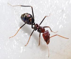 Ant, an insect that exists practically anywhere in the world puzzle