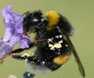 Bumblebee, a robust and hairy insect puzzle