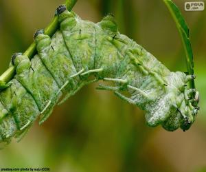 Green Caterpillar puzzle