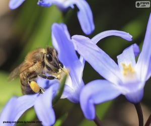 Honeybee collecting pollen puzzle