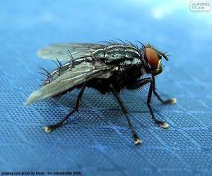 Housefly puzzle
