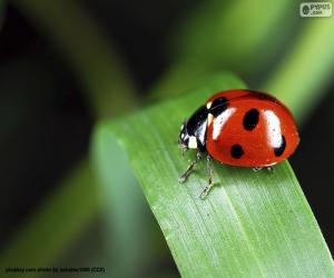 Ladybirds - Ladybugs - Lady beetles puzzle