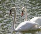 Swans swimming calmly