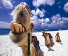 The camels of the Three Kings resting on their way to Bethlehem