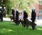 Agents of riot police with dogs