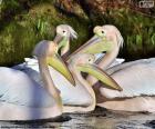Four pink pelicans