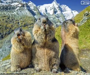 Three Alpine groundhogs puzzle