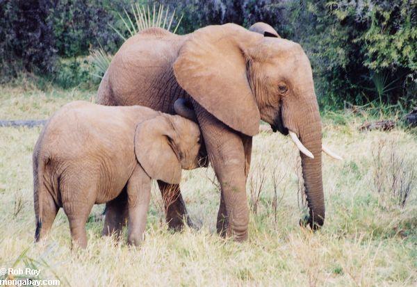 elephant and baby puzzle