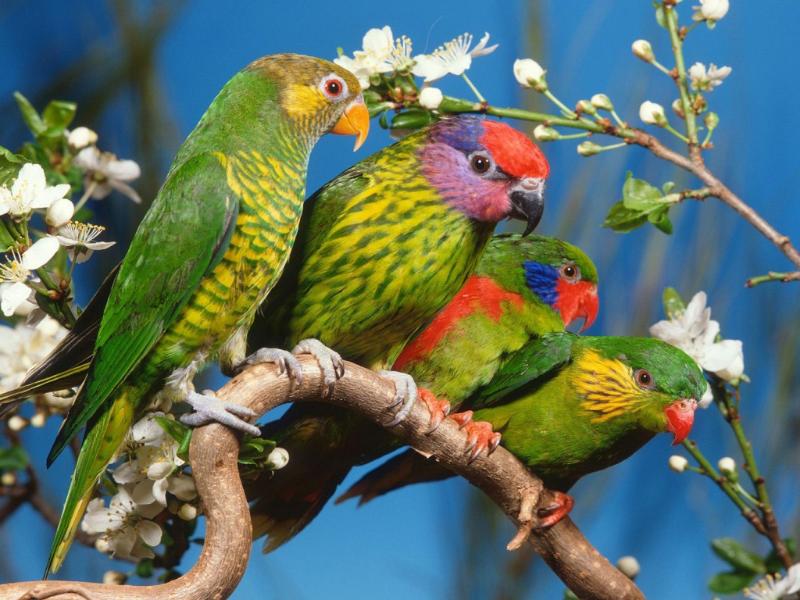 Parakeets puzzle