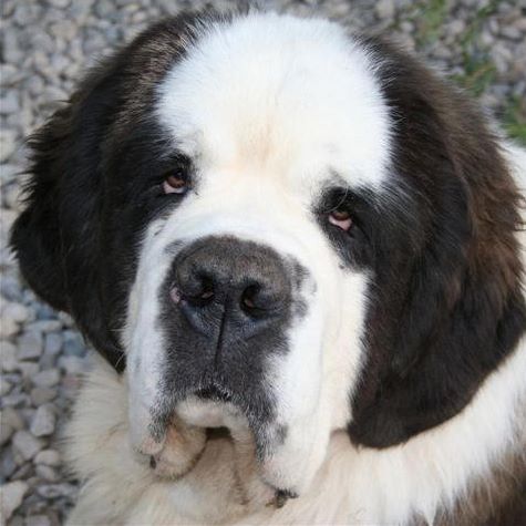 st bernard puzzle