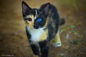 Pretty cat wit blue and brown eyes puzzle