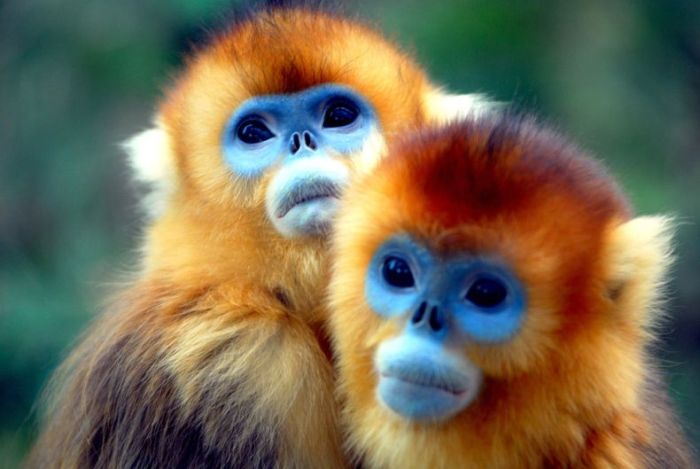 GOLDEN SNUB NOSED MONKEY puzzle