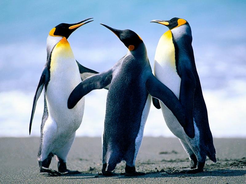 hi this is a puzzle of penguins.find out where all of the pieces go good luck puzzle