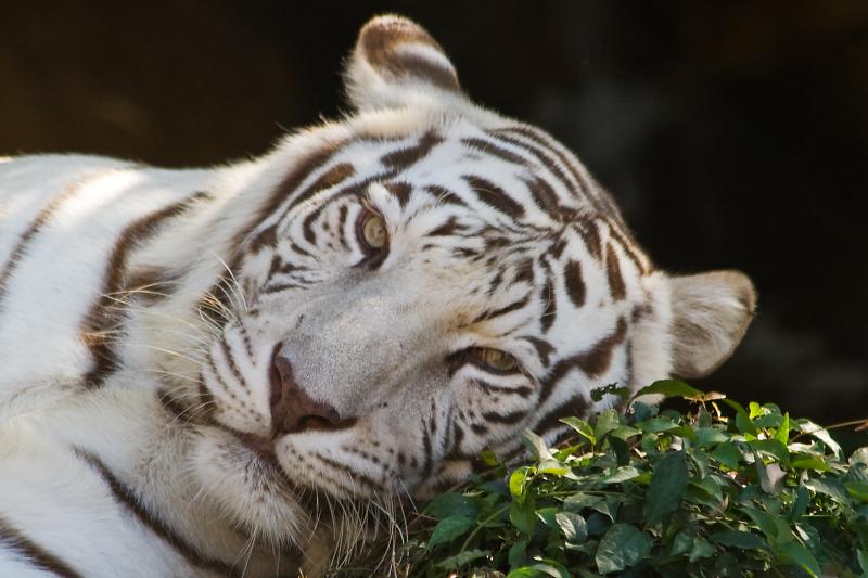 white tiger puzzle