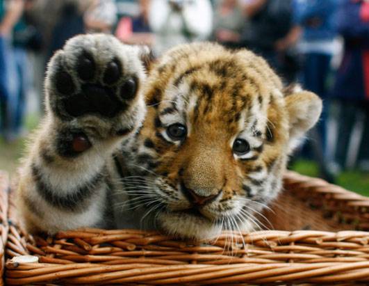 cute tiger puzzle