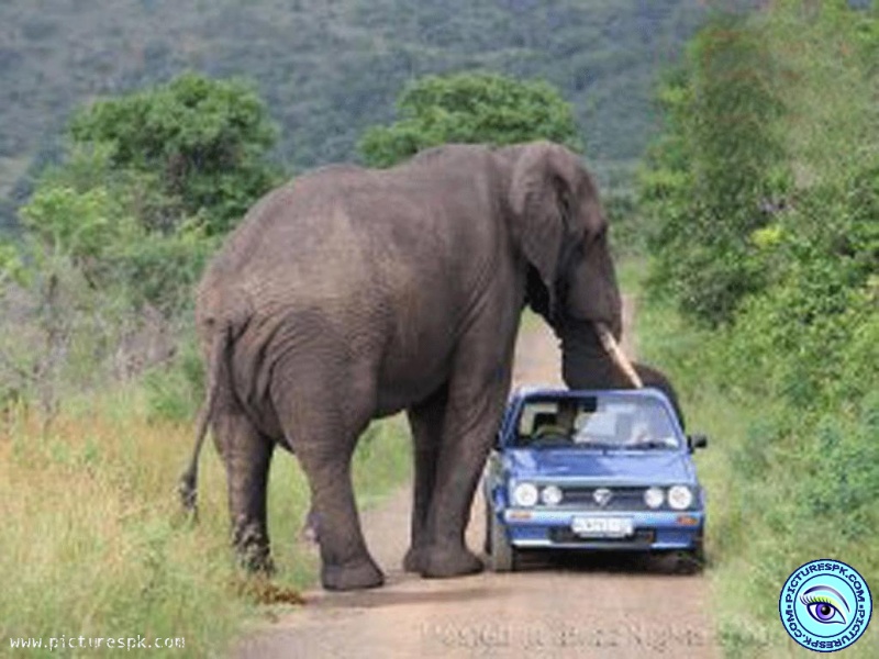 African Elephant puzzle