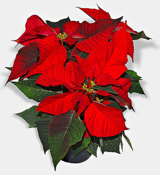 Euphorbia pulcherrima/ Poinsettia puzzle