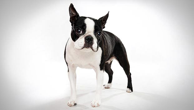 Boston Terrier puzzle