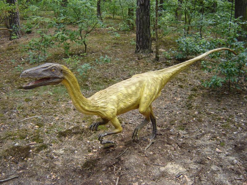 COELOPHYSIS puzzle