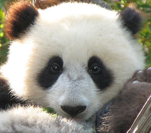 baby panda puzzle