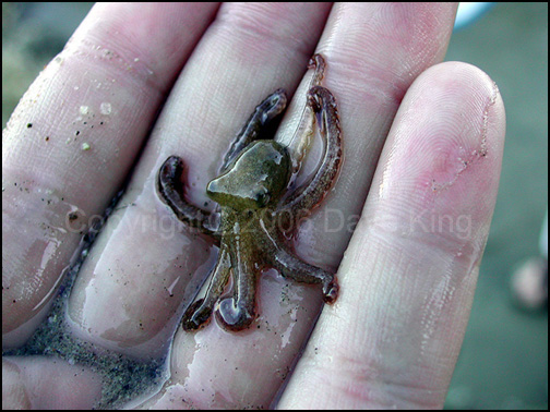 baby octopus puzzle