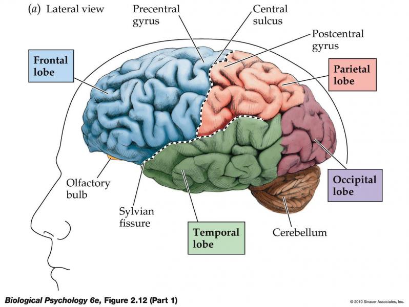 The Human Brain puzzle