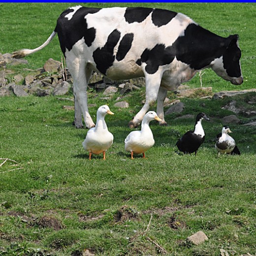 cow and duck puzzle