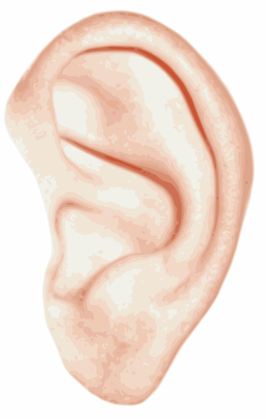 the human ear puzzle