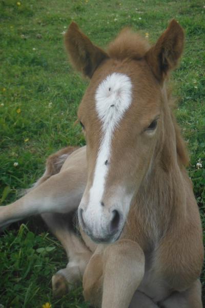 Horse (1) puzzle