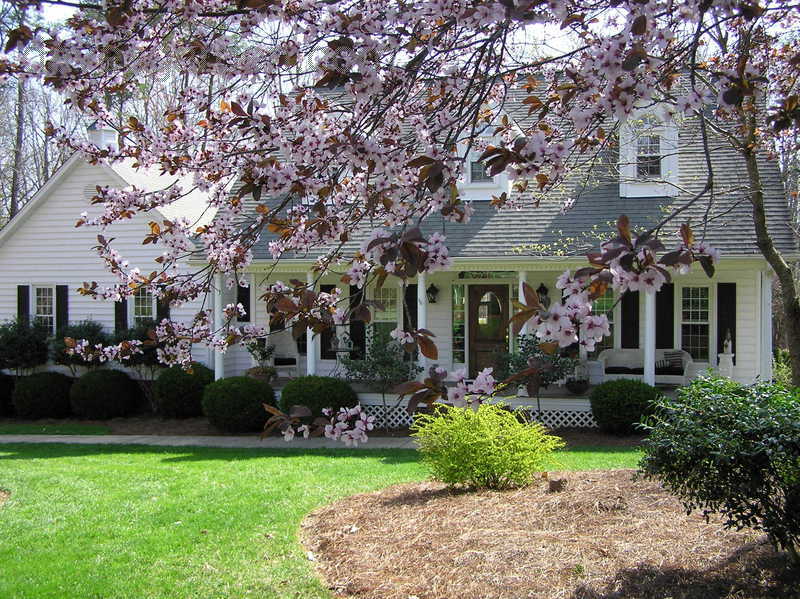 Cherry Tree in Maryland, USA puzzle