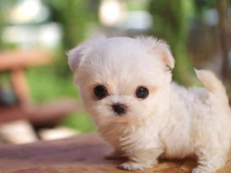 a cute adorable white puppy puzzle