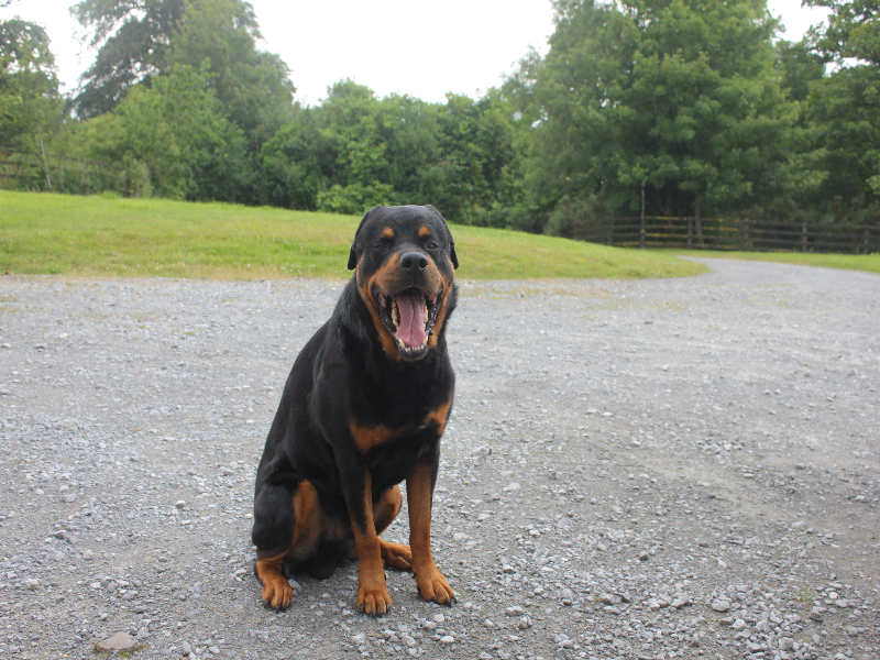 rottweiler puzzle