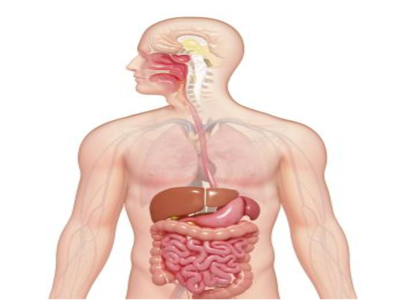 Digestive System puzzle