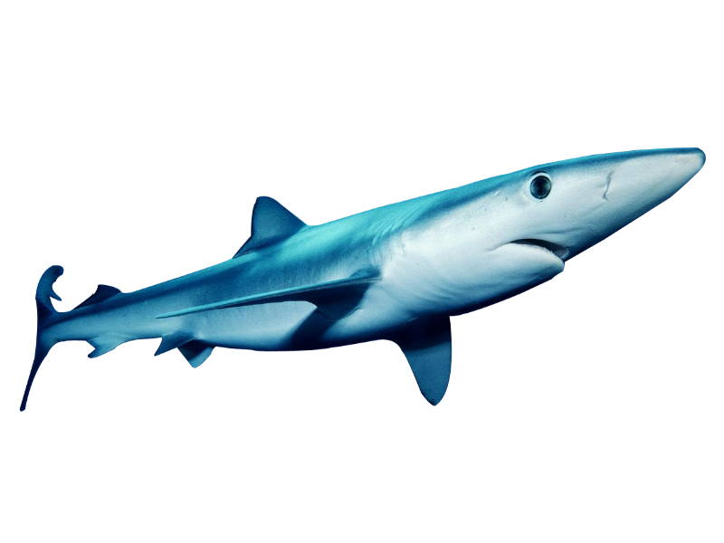 blue shark puzzle