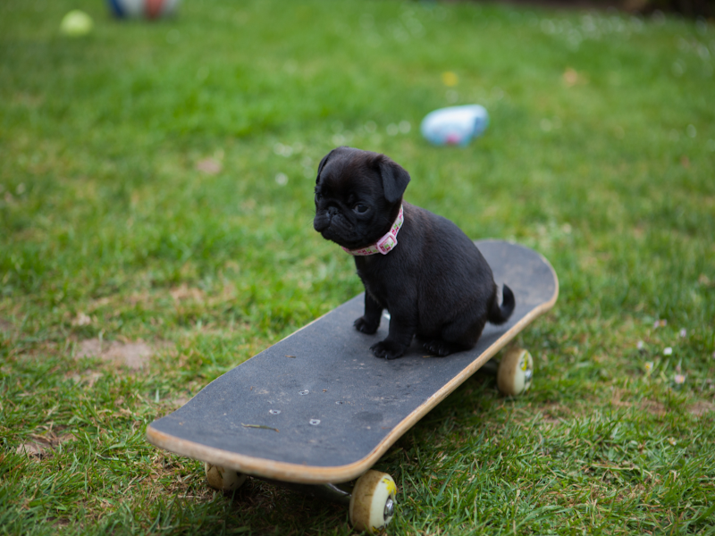 dog on a skateboard puzzle