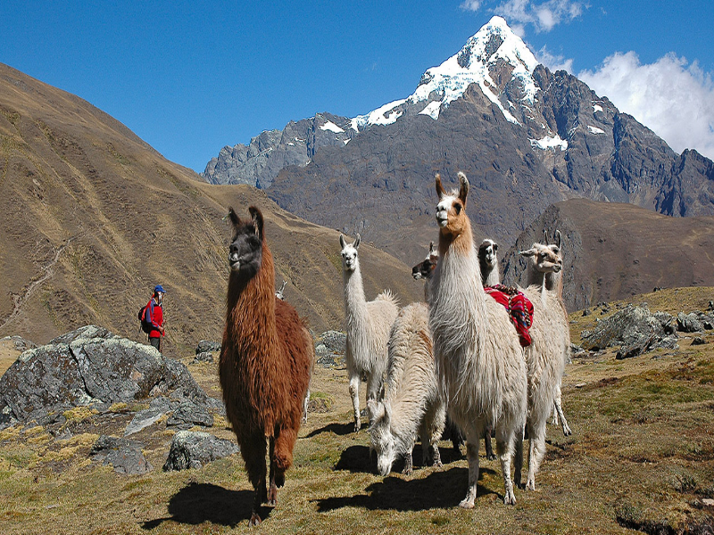 Pack of inca llamas  puzzle