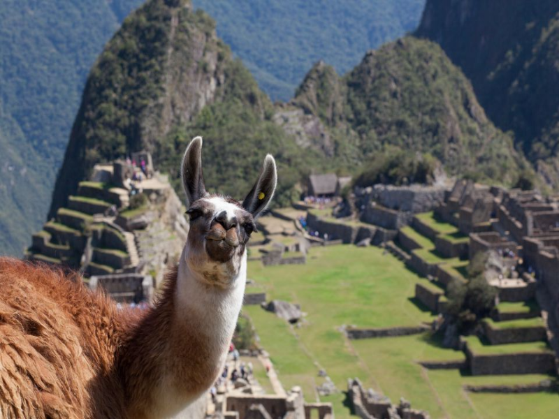 inca llama on macu piccu puzzle