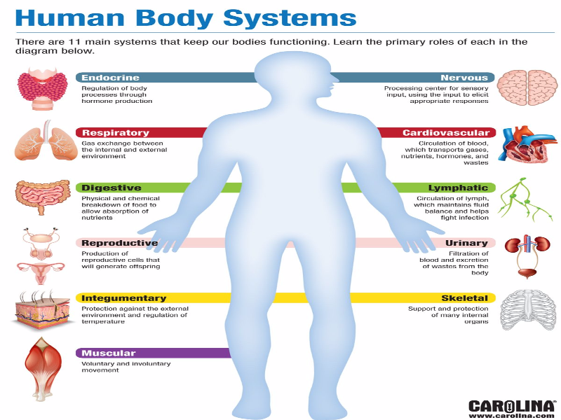 Human Body Systems puzzle