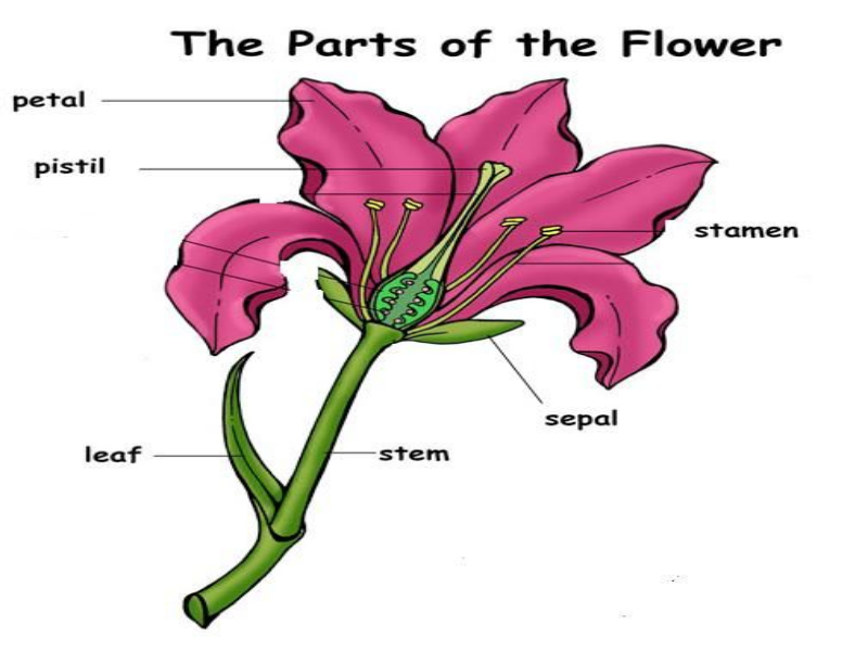 Parts of a flower puzzle