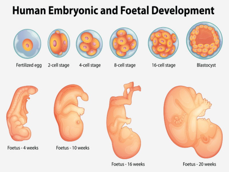 Human Embryonic and Foetal Development puzzle