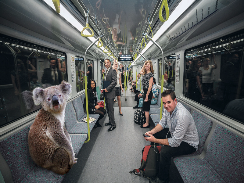 Koala in Metro puzzle