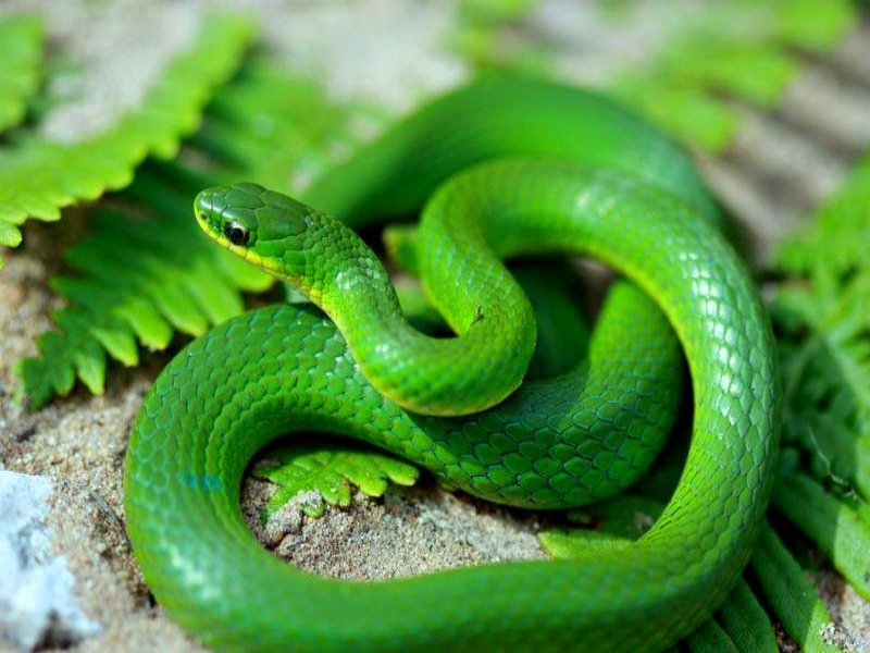 Green Snake! puzzle