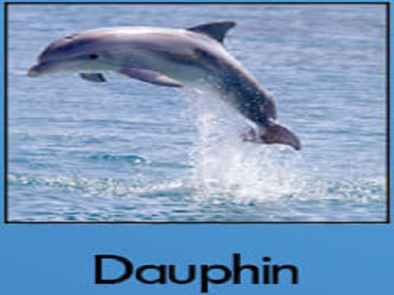 dauphin puzzle