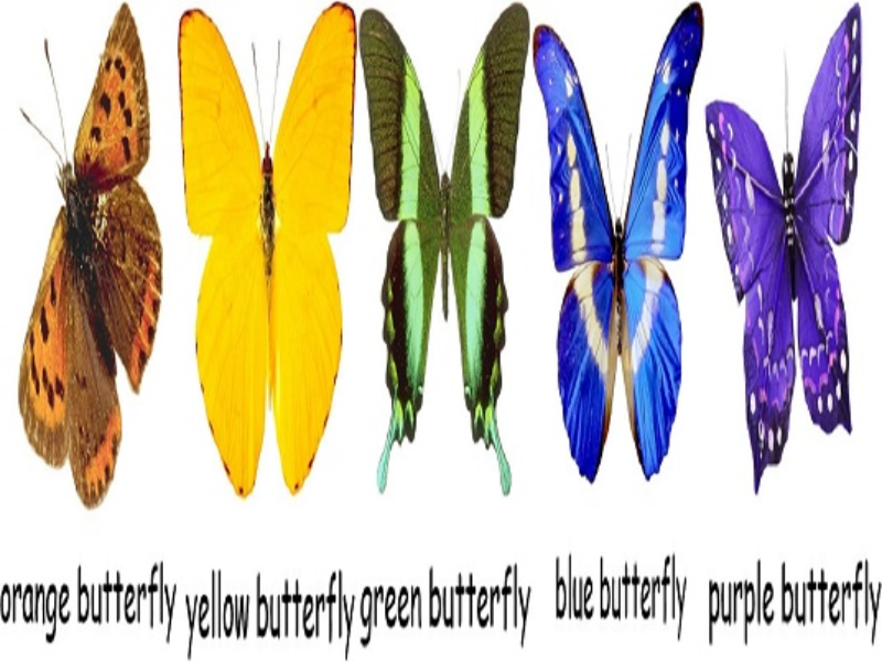 orange butterfly yellow butterfly green butterfly blue butterfly purple butterfly puzzle