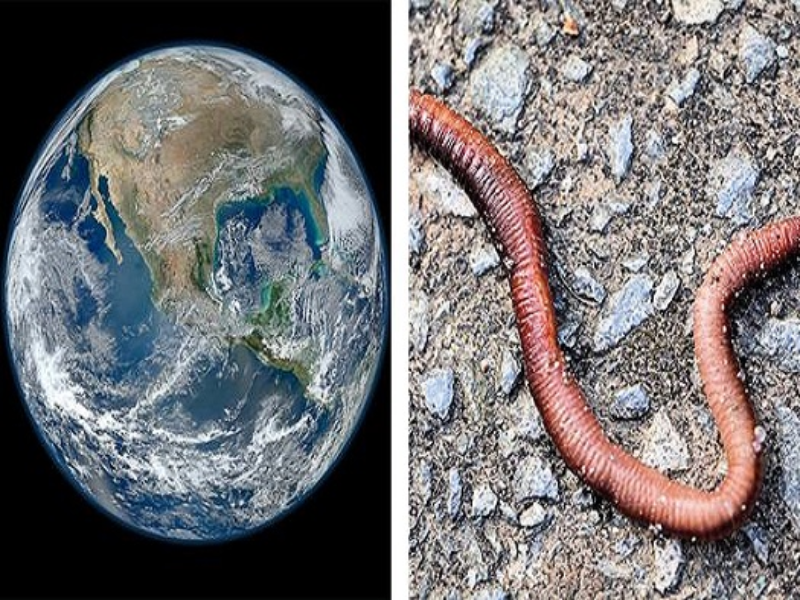 earthworm puzzle