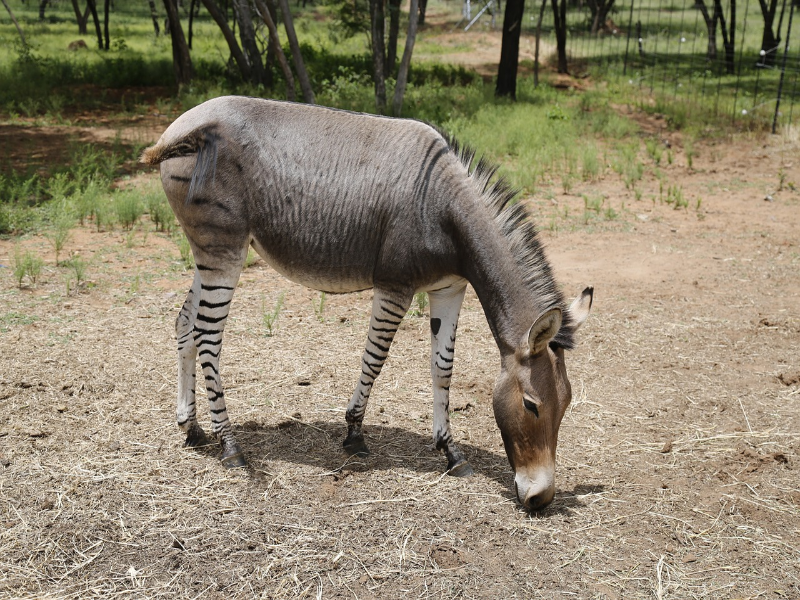 Zonkey puzzle