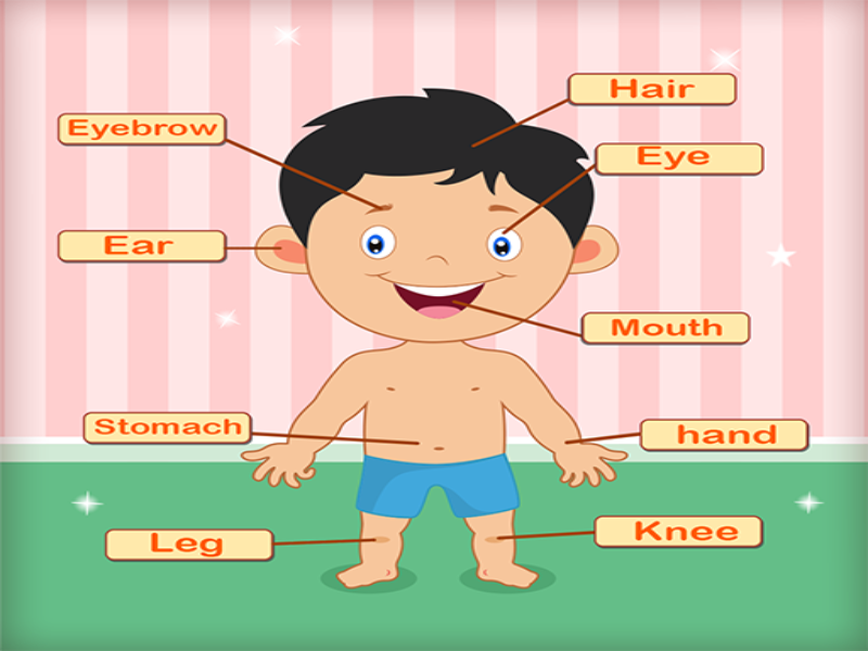 Human body for preschoolers puzzle