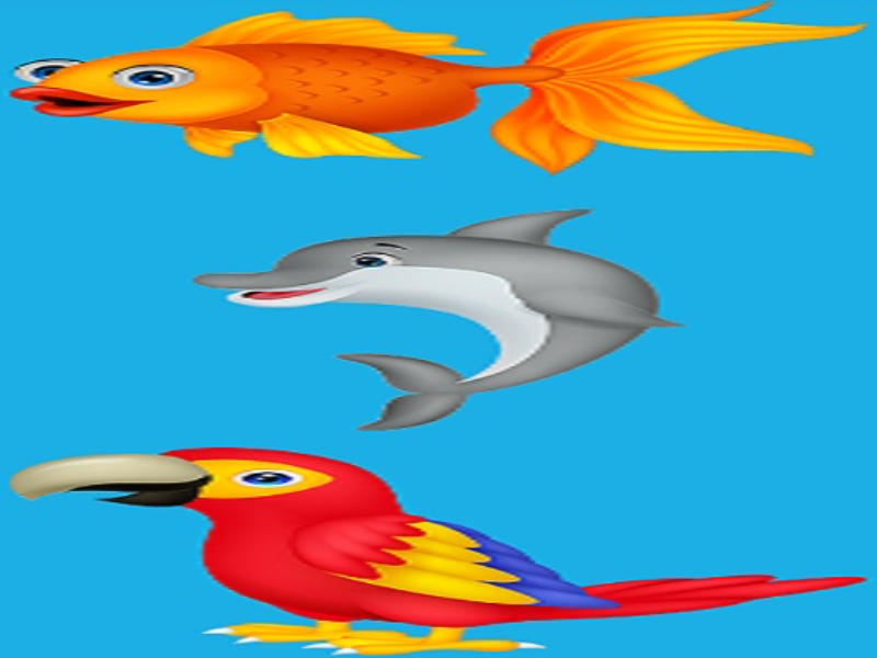 fish dolphin macaw puzzle