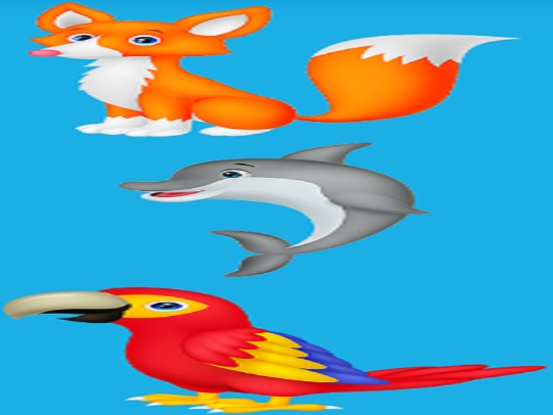 fox dolphin macaw puzzle