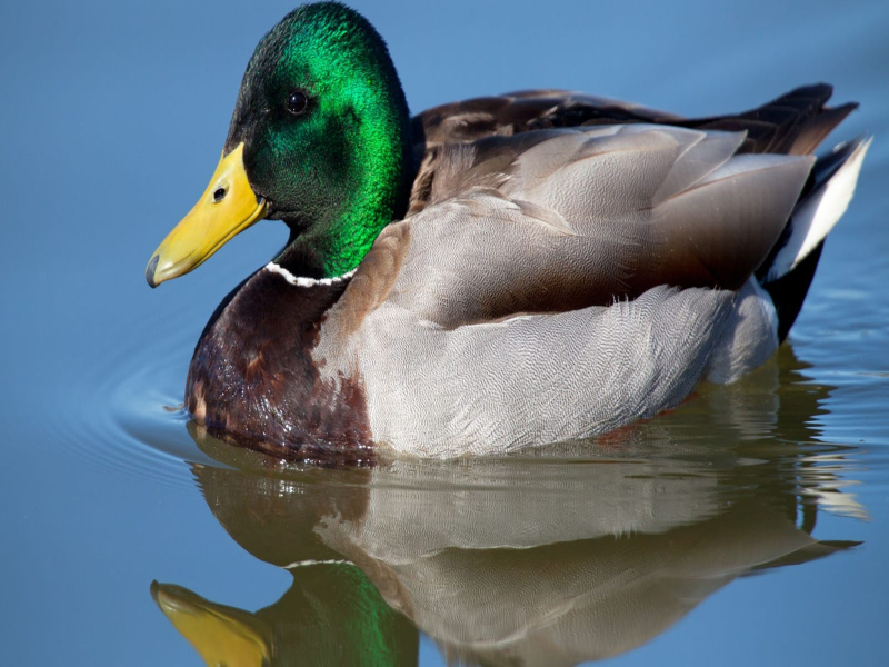 duck picture puzzle